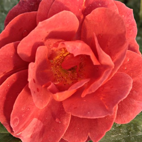 Rosa Wekpaltlez - rosa de fragancia discreta - Árbol de Rosas Floribunda - rosal de pie alto - rojo - Tom Carruth- forma de corona tupida - Rosal de árbol con multitud de flores que se abren en grupos no muy densos.